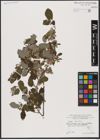Foto von Salix aurita L.